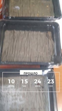 Проращивание семян: мои посадки и результаты! #садоводство, #растения, #проращивание, #семена