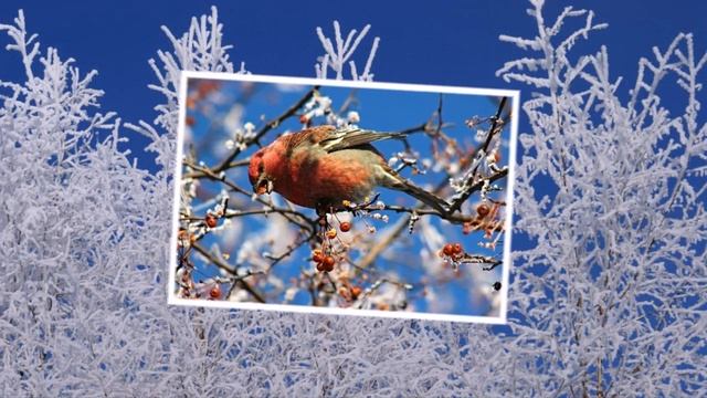 Птицы наши друзья смотреть онлайн