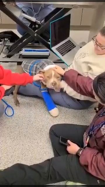 Failed In The Past, Pup Found With Infected Wounds Is JUST Looking For Someone To Trust смотреть онлайн