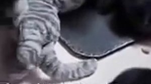 Горилла приняла котят за своих детенышей