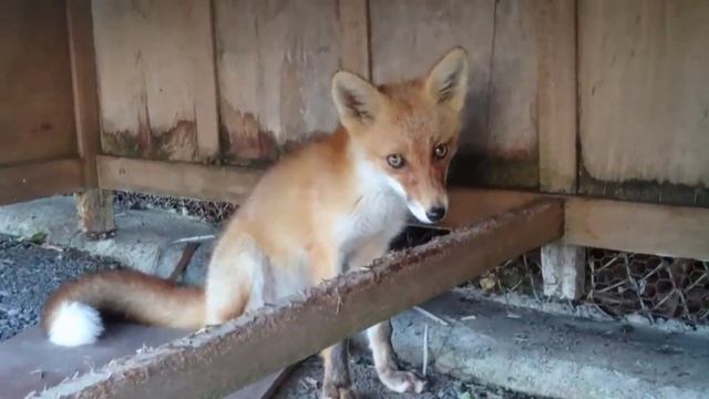 Лиса точит зубы. The fox sharpens its teeth.