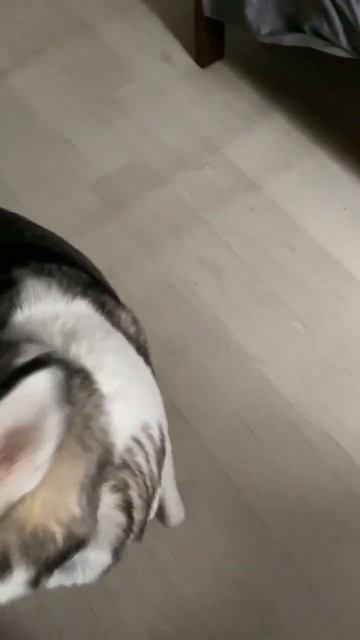 Хаски разговаривает #husky #хаскі  #хаскиголубыеглазки #хаски #сибирскийхаски #huskysiberiano
