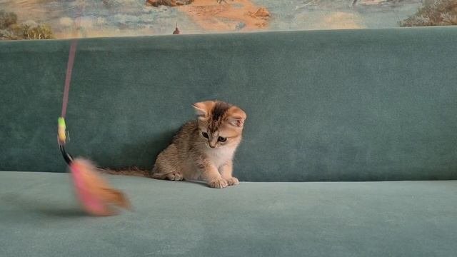 Шотландские котята (В)