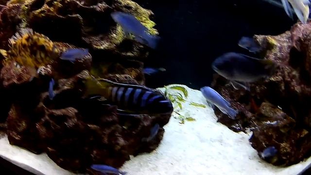 Pseudotropheus sp. "elongatus masimbwe" смотреть онлайн