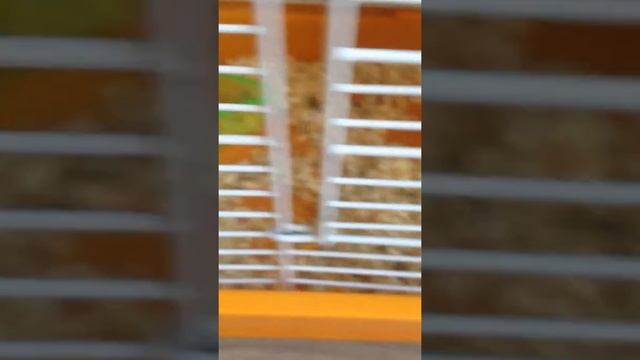 Как выглядят хомячата