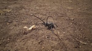 Башкирия.Муйнак,гусеницы, шмель плотник