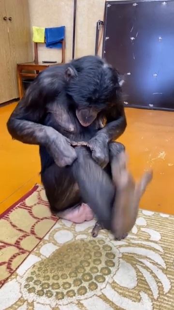 Bonya the chimpanzee doing exercises🐵#shorts смотреть онлайн