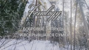 Фенологический дневник. Бобровые запруды и вскрывшаяся Сумка.