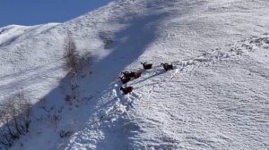 Зимой туры в 🗻.mp4