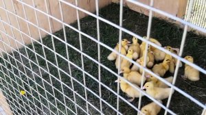 Домик для утят своими руками, домик для цыплят, домик для кур и птиц.