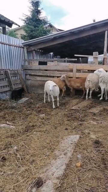 КАТУМСКИЕ ЯГНЯТА и ШИППЕРКЕ смотреть онлайн