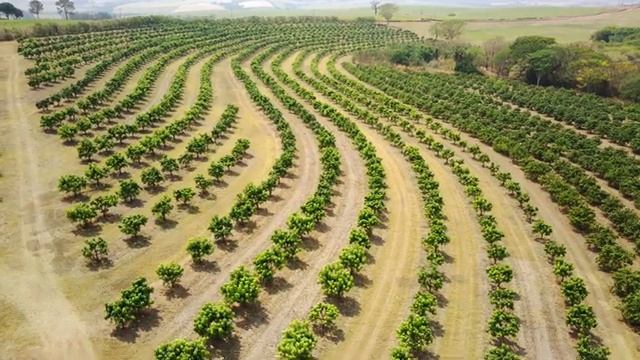 Производство фруктов в Бразилии: лимоны, манго и гуава смотреть онлайн