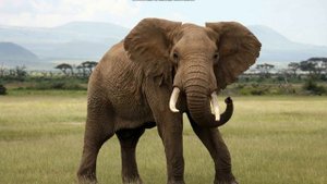 Elephant Sounds