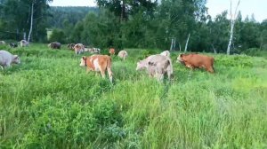 Волки нападают на скот.