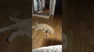 Шотландский вислоухий кот