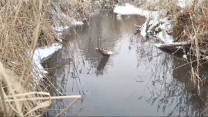 Завораживающий звук ручья