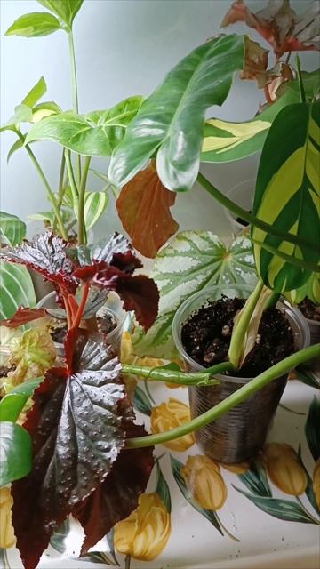 Цветочки 🌺 на работе в феврале. #цветочкинаработе #продажинаавито