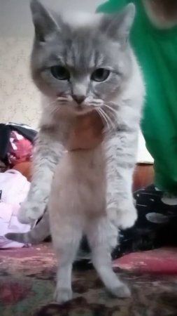 кошачья семья