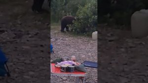 В Мысках медведь пришел к рыбакам на озеро в посёлке Бородино.