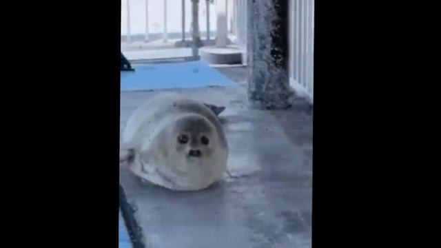 Seal Montage (ft. baby seal Niko) смотреть онлайн
