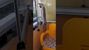 Как достать птичку?