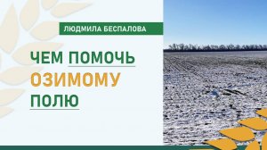 Чем помочь озимому полю | Рекомендации академика РАН Людмилы Беспаловой