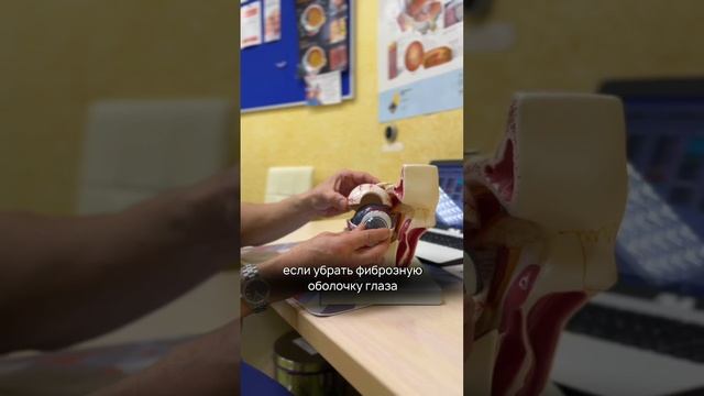 Из чего состоит глазное яблоко? Рассказывает офтальмохирург "Папа, мама и малыш" Богданов Г.С.