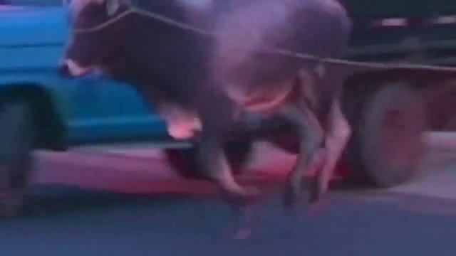 Escaped bull poses as shop mannequin before going on rampage смотреть онлайн