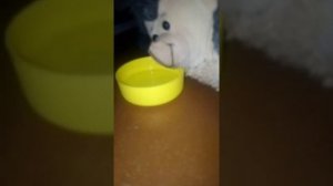 Вызов духа пьяного ёжика часть 1