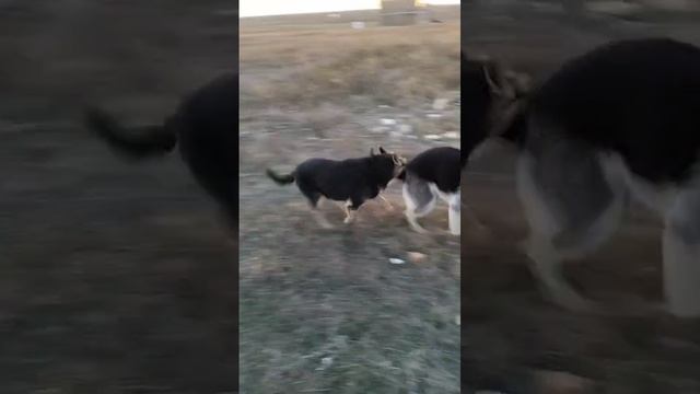 ВЕО Валентлайф Ченгар - д.р. 11.03.2024г.  - 10 мес. - Крым - 2