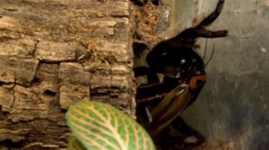 Lampropelma sp.Borneo black.avi