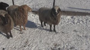 Голуби, овцы, канарейки.