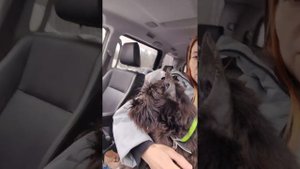 Ещё не поздно всё исправить, ставим купированные уши цвергшнауцеру