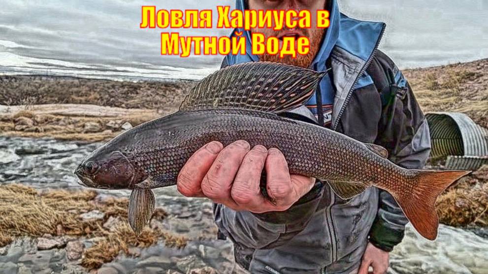 Ловля Хариуса в Мутной Воде