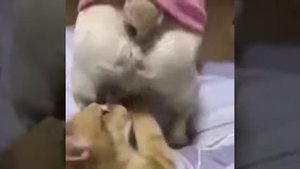 Котёнок играет с яйцами собаки
