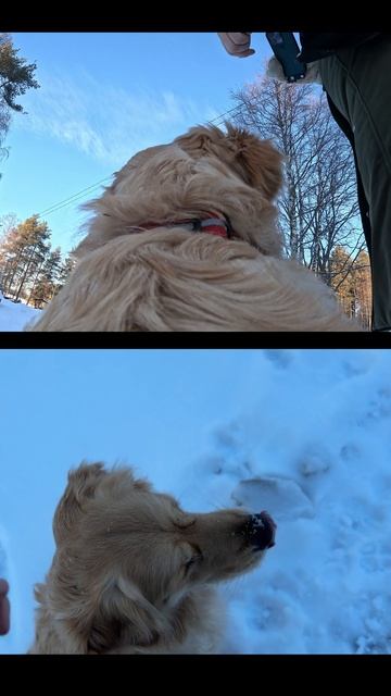 Отправляемся на прогулку с верным хвостатым ретривером!  goldenretriever