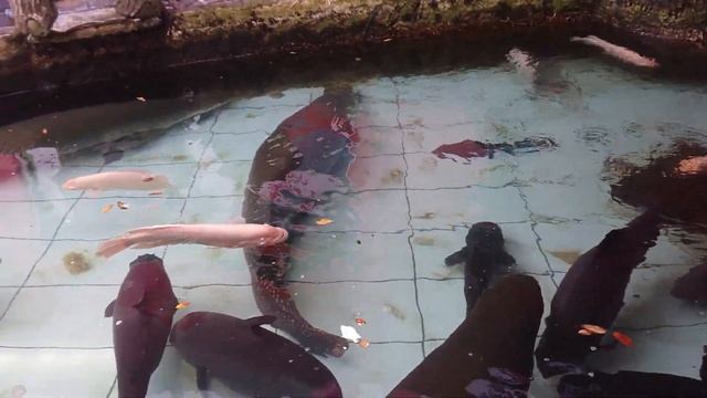 Arapaima Gigas In My Fish Pond#catfish #arapaima #turtle #amazon #viral #amazonplayfishing #goldfis