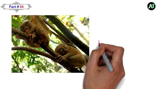 9 Smallest Animals in the World in Urdu/Hindi | Dilchasp Maloomat смотреть онлайн