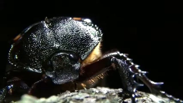 ヤンバルテナガコガネ смотреть онлайн