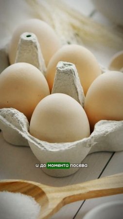 Хватит сажать рассаду в яичную скорлупу #рассада #сад #огород #рассадатоматов #рассадаперцев