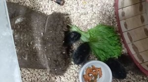 Слепушата-малыши.mp4