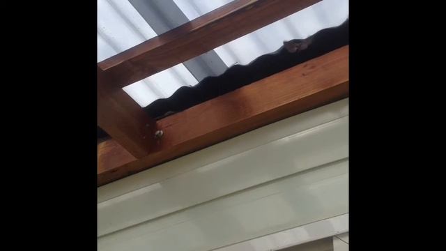 Fluffy Moth BUGS UP CLOSE #3 смотреть онлайн