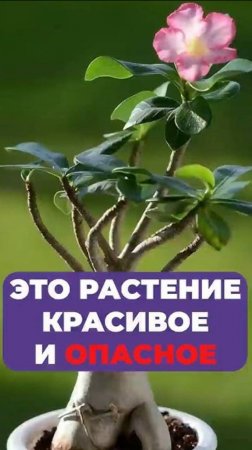 ЭТО растение  может УБИТЬ! #растения #ядовитыерастения #комнатныерастения