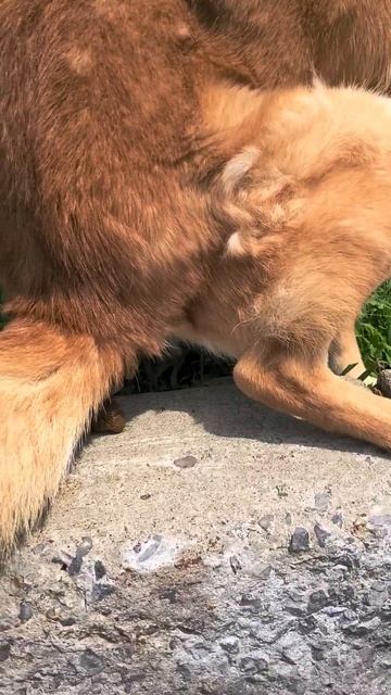 Inspector Fenwick is not amused смотреть онлайн