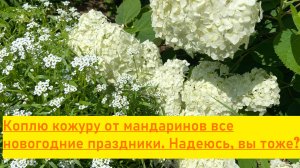 Гортензия летом. Надеюсь, кожуру мандаринов вы не выбрасываете? После Нового года её много!