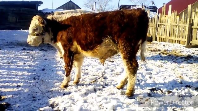 Герефорды в 7 и 8 месяцев.