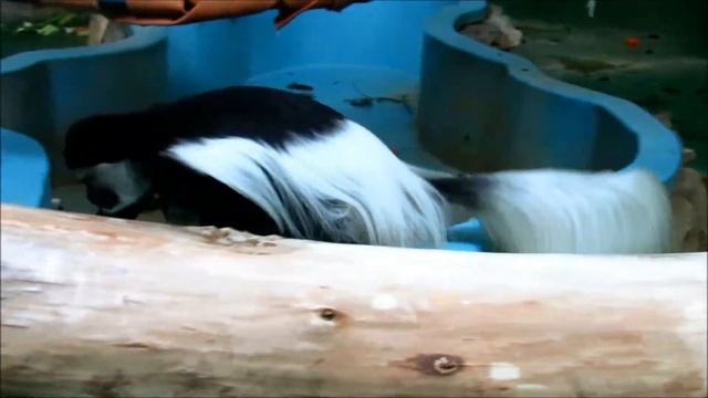 Колобусы. Мама прячет малыша. 22.01.20 г. смотреть онлайн