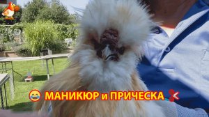 Как подстричь пух и перья Шелковой Курочке и сделать маникюр и прическу ✂️🪶🥰