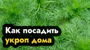 Как посадить укроп - садим укроп семенами дома и на подоконнике