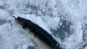 Байкальская рыбалка на омуля.Турка